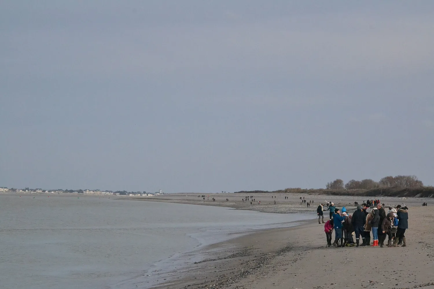 Colonie de phoques au repos sur un banc de sable à la Pointe du Hourdel, Baie de Somme